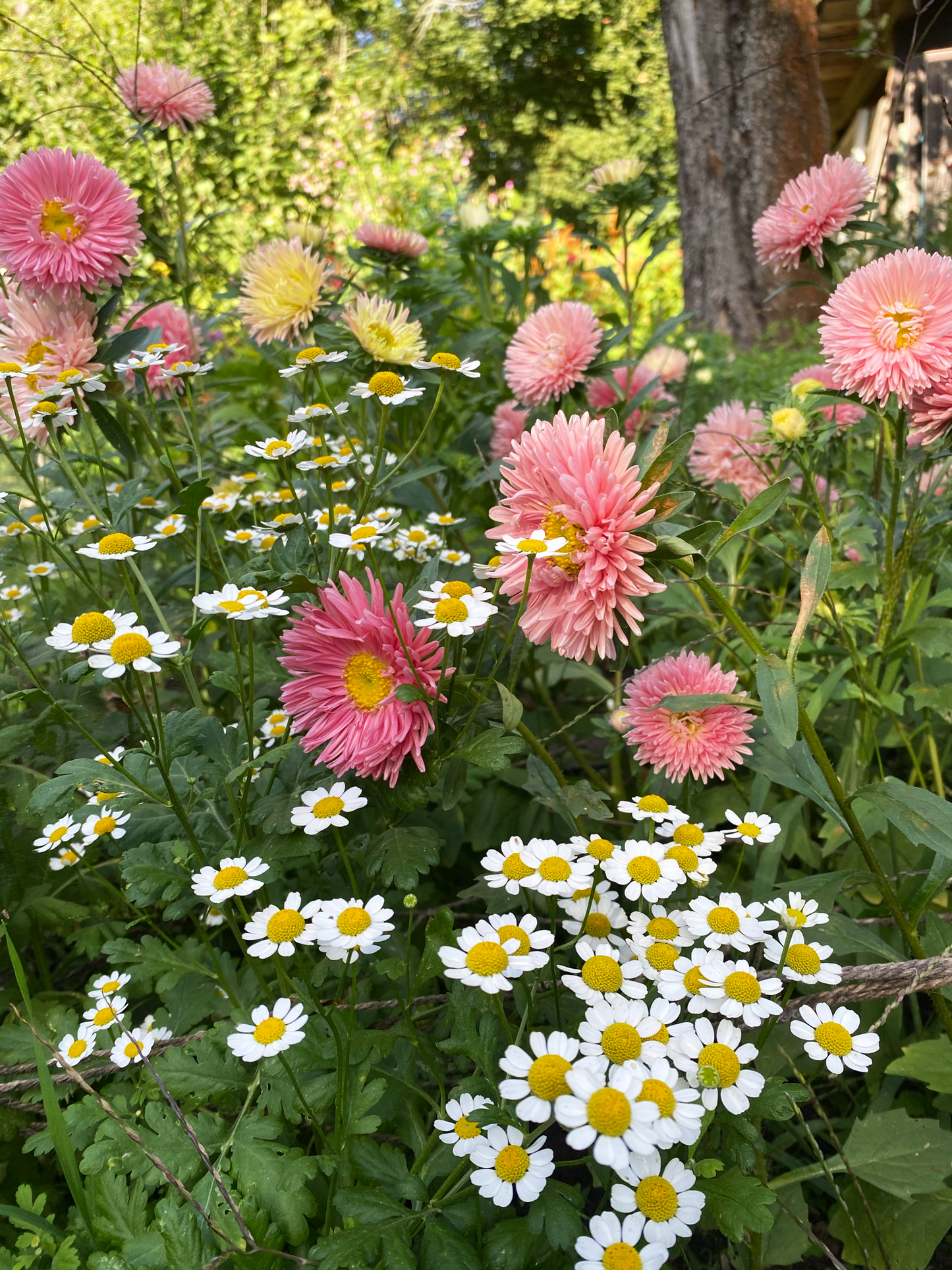 Großes Herbst Abo
