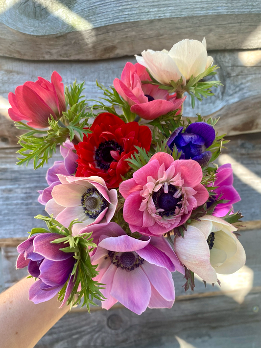 Kleines Frühlings Abo