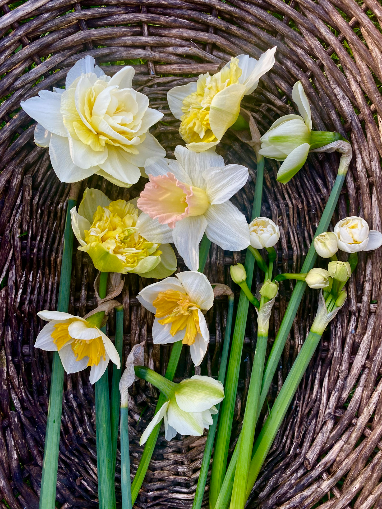 Kleines Frühlings Abo