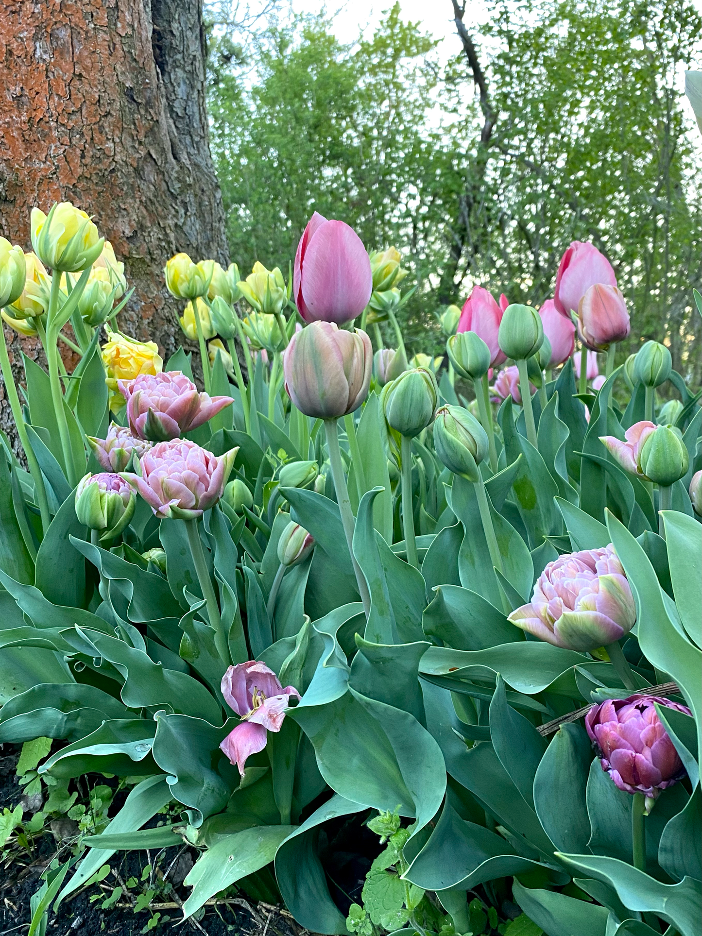 Kleines Frühlings Abo